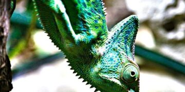 Yemen’s Heart-Wrenching Journey in the Arab Cup: A Thrilling Penalty Shootout with Comoros