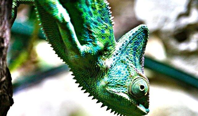 Yemen’s Heart-Wrenching Journey in the Arab Cup: A Thrilling Penalty Shootout with Comoros