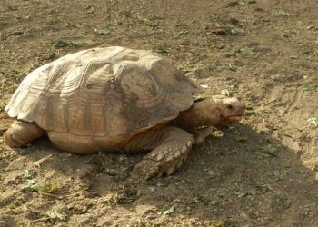 Burkina Faso’s Junta Revives Death Penalty: A Bold and Controversial Decision in a Time of Turmoil