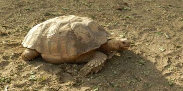 Burkina Faso’s Junta Revives Death Penalty: A Bold and Controversial Decision in a Time of Turmoil