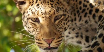 Botswana Launches Thrilling $100K ‘Golden Passport’ Program!