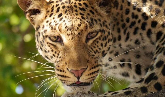 Botswana Launches Thrilling $100K ‘Golden Passport’ Program!