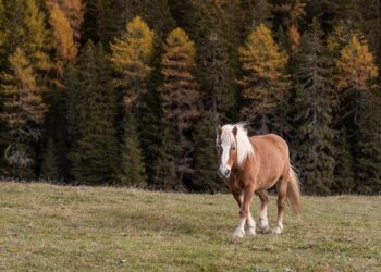 Italy Investigates Microsoft’s Sales Strategies for ‘Call of Duty’ and ‘Diablo’ Games