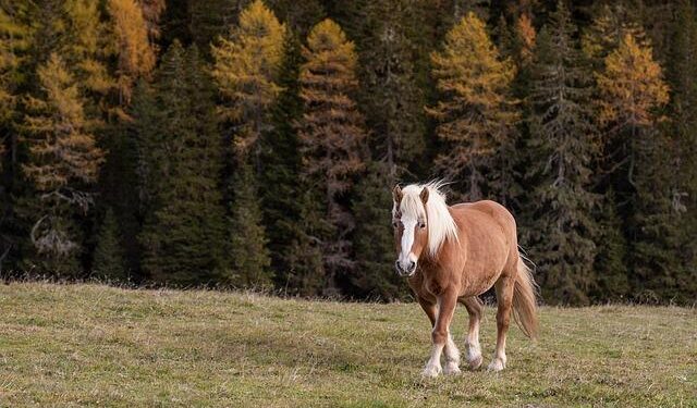 Italy Investigates Microsoft’s Sales Strategies for ‘Call of Duty’ and ‘Diablo’ Games