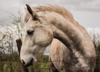 Why Ireland Should Champion the European Convention on Human Rights