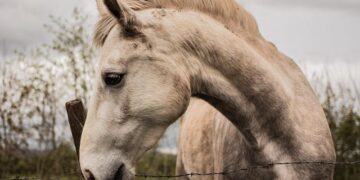 Why Ireland Should Champion the European Convention on Human Rights