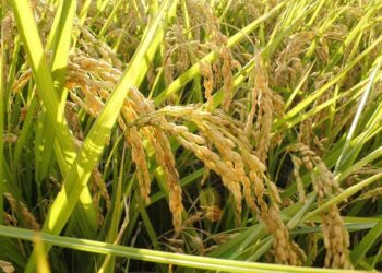 Unveiling England’s Future Cricket Stars: Meet the U19 Squad Taking on Zimbabwe and Namibia!