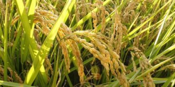 Unveiling England’s Future Cricket Stars: Meet the U19 Squad Taking on Zimbabwe and Namibia!