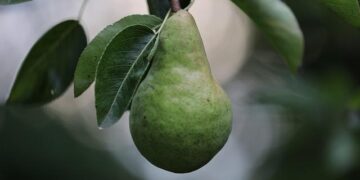 Exciting Arrival: South Africa’s First Blushed Pears of the Season Hit Europe!