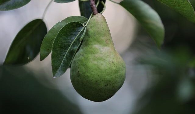 Exciting Arrival: South Africa’s First Blushed Pears of the Season Hit Europe!