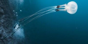 Game-Changing Dialogue: President El-Sisi and President Trump Unite at the World Economic Forum