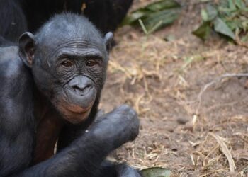 Anticipation Grows for the Upcoming Presidential Election in the Republic of Congo!