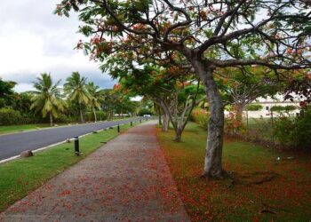 Fiji Rugby Union Teams Up with Red Tiger Marketing for Global Success!