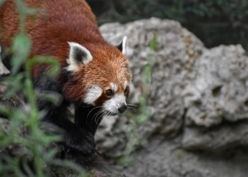 Stellantis Launches Exciting Production of the Fiat Grande Panda Petrol in Serbia!