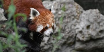 Stellantis Launches Exciting Production of the Fiat Grande Panda Petrol in Serbia!