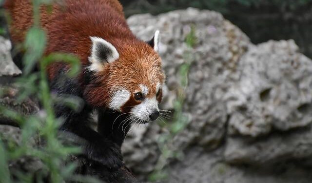 Stellantis Launches Exciting Production of the Fiat Grande Panda Petrol in Serbia!