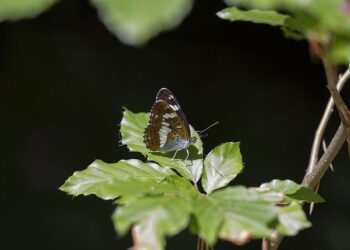 Queen Camilla Stuns in Stylish Layered Look on Her Scottish Adventure