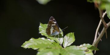 Queen Camilla Stuns in Stylish Layered Look on Her Scottish Adventure