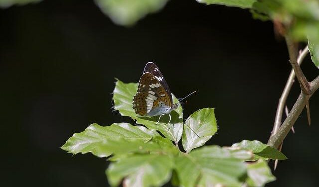 Queen Camilla Stuns in Stylish Layered Look on Her Scottish Adventure