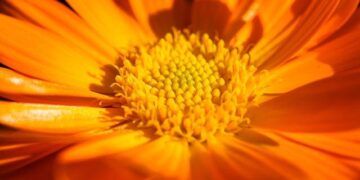 Unmanned Intruder: Mysterious Russian Gerbera Drone Found on Moldovan Lake Shore Raises Alarms