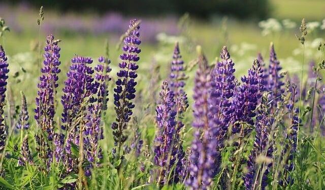 Get Ready for an Unforgettable Showdown: Eurovizija.LT 2026 Heat 2 Reveals Thrilling Lineup!