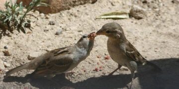 Discovering Djibouti: The Unexpected Adventure for New Mexico National Guardsmen