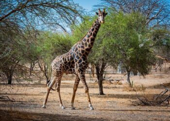 Senegal Champions Morocco’s Sovereignty in Western Sahara