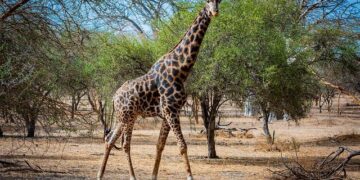 Senegal Champions Morocco’s Sovereignty in Western Sahara