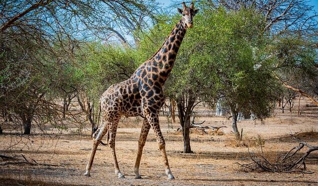 Senegal Champions Morocco’s Sovereignty in Western Sahara