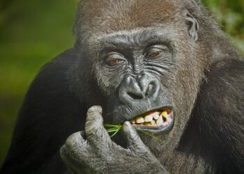 Facing the Rising Tide of Hunger: Eswatini’s Urgent Challenge