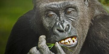 Facing the Rising Tide of Hunger: Eswatini’s Urgent Challenge