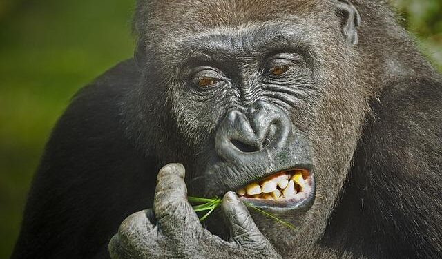 Facing the Rising Tide of Hunger: Eswatini’s Urgent Challenge