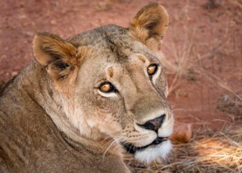 South Africa Triumphs Over West Indies in an Exciting First T20I Showdown!