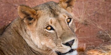 South Africa Triumphs Over West Indies in an Exciting First T20I Showdown!