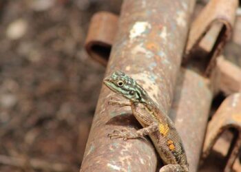 Nigeria Launches $163 Million Solar Initiative in Niger State with Islamic Development Bank Partnership