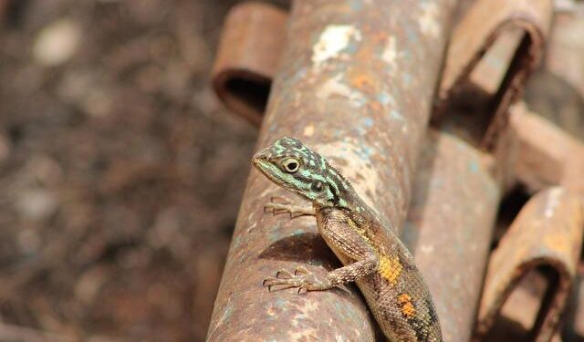 Nigeria Launches $163 Million Solar Initiative in Niger State with Islamic Development Bank Partnership