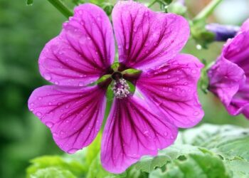 Facing Deportation and Adversity: The Harrowing Journey of Mauritanian Immigrants in Ohio