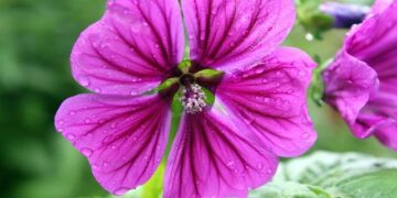 Facing Deportation and Adversity: The Harrowing Journey of Mauritanian Immigrants in Ohio