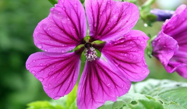 Facing Deportation and Adversity: The Harrowing Journey of Mauritanian Immigrants in Ohio