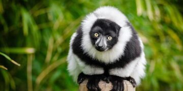 Madagascar’s New Leader: A Bold Transformation After the Military Coup