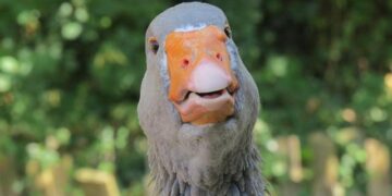 Epic Clash: Equatorial Guinea Battles Algeria in the CAF Africa Cup of Nations 2025!