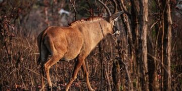 Dive into the Thrill: YARHA Festival Showcases 45 Competing Films in Cameroon!