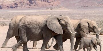 Revolutionizing SCZONE: The $8 Million Food Industries Project in Partnership with Pitcairn Group!