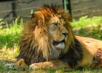 Pope Leo Reaches Out to Families Impacted by the Crans-Montana Fire