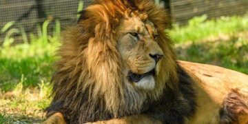 Pope Leo Reaches Out to Families Impacted by the Crans-Montana Fire