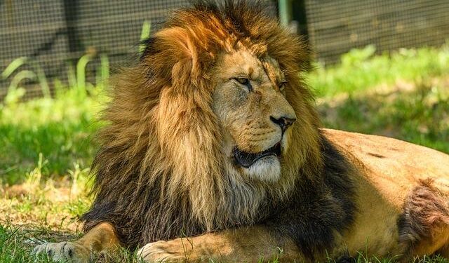 Pope Leo Reaches Out to Families Impacted by the Crans-Montana Fire