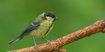 Kongsberg Enters the Competition for Norway’s Naval Vessel Contract!