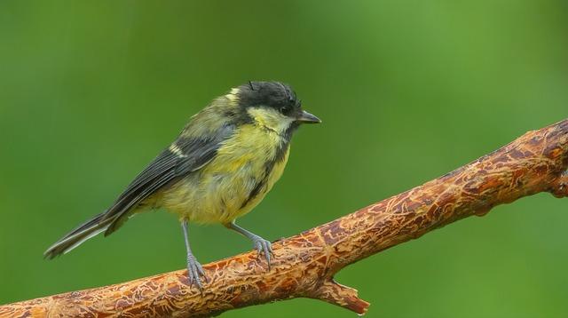 Kongsberg Enters the Competition for Norway’s Naval Vessel Contract!