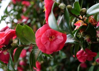 Funchal 2026: Israel, Netherlands, and Italy Triumph to Advance in European Championships!