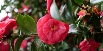 Funchal 2026: Israel, Netherlands, and Italy Triumph to Advance in European Championships!